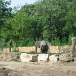 Elephant at Warsaw Zoo