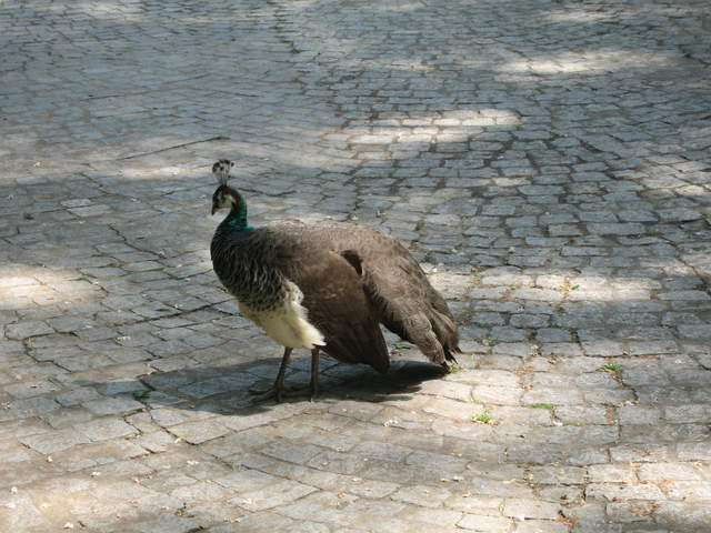 Peacock