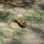 Red Squirrel