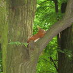 Red Squirrel
