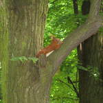 Red Squirrel