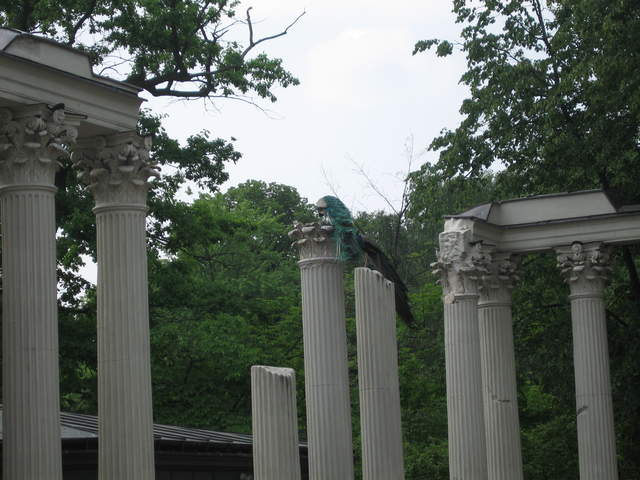 Peacock in the Ampitheatre