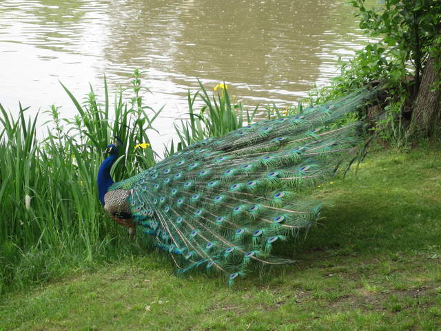 Peacock