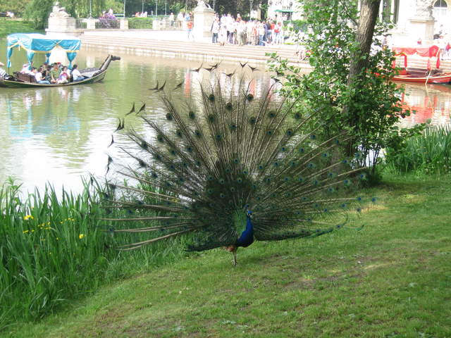 Peacock