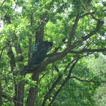 Peacock in the trees