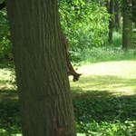 Red Squirrel