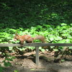Red Squirrel