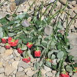 Roses at the entrance to Birkenau