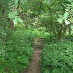 Path into the woods near Kosciuszko's Mound