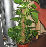 Scindapsus Aureus (Devil's Ivy)