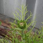Cosmos flower bud