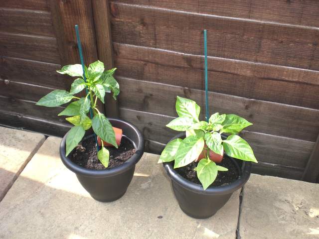 Chilli and pepper plants before the flooding