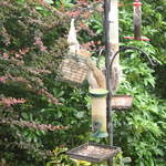 Adventurous Squirrel