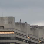 Gormley #1