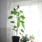 Pepper plant