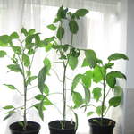 Pepper plants