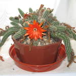 Flowering Peanut Cactus (Echinopsis chamaecereus)