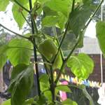 Peppers