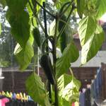 Chillis