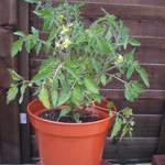 Tomato plant