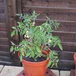 Tomato plant