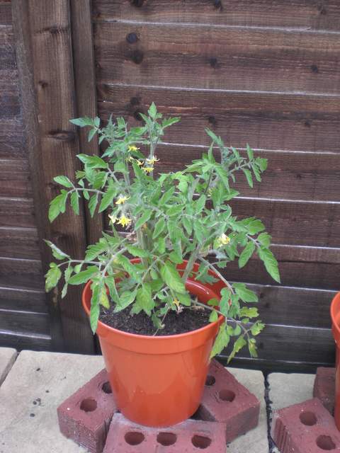 Tomato plant