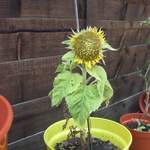 Most moth-eaten, saddest looking, shortest sunflower ever?