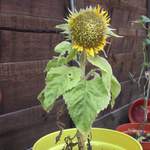 Most moth-eaten, saddest looking, shortest sunflower ever?