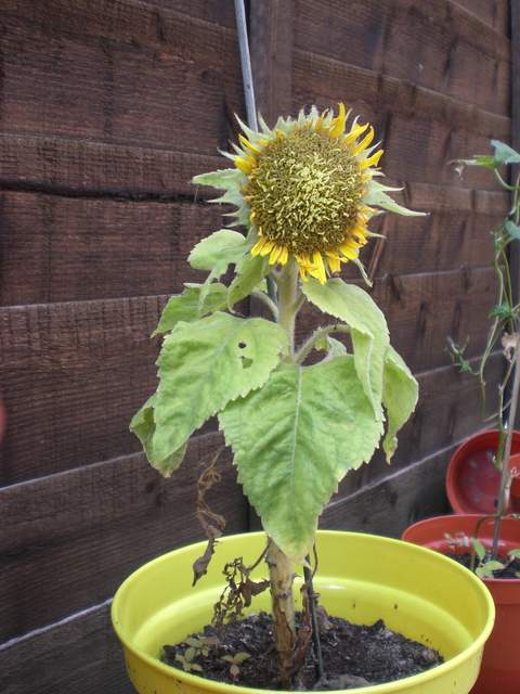 Most moth-eaten, saddest looking, shortest sunflower ever?