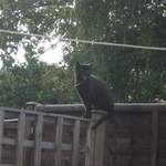 Scary mangey cat