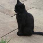 Mangey cat
