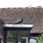 Peacock at Groombridge Place