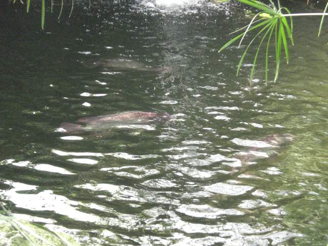 There are fish in there...