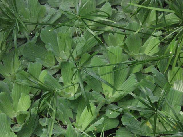 Plants - I just thought this looked cool