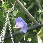 Pretty blue flower