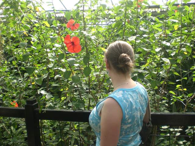 Nice red flower