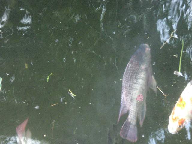 fish