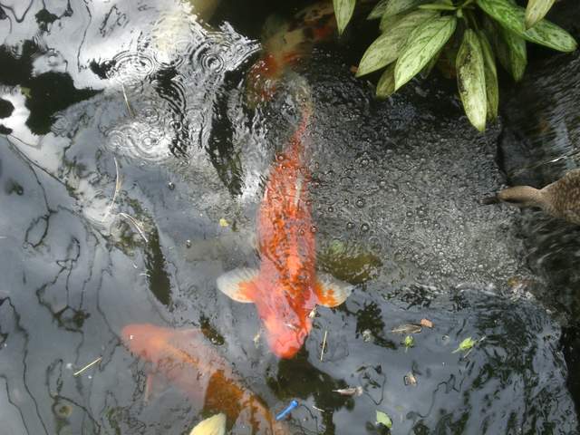 Big koi carp
