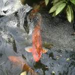 Big koi carp