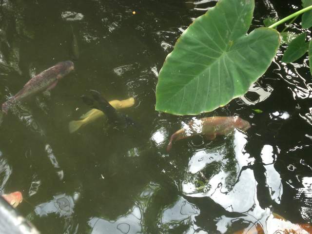 fish