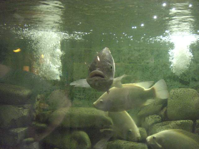 Ugly fish
