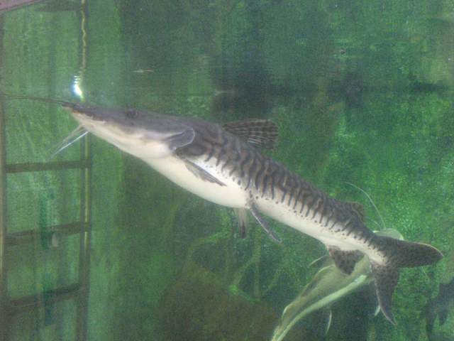 Fish