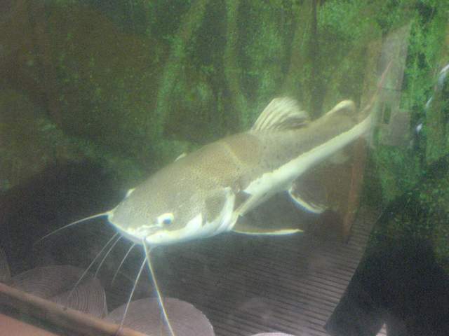 Big fish