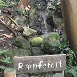 Rainforest