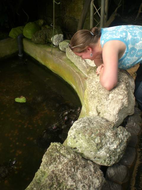 Alison asking the turtles if they want to come home with her