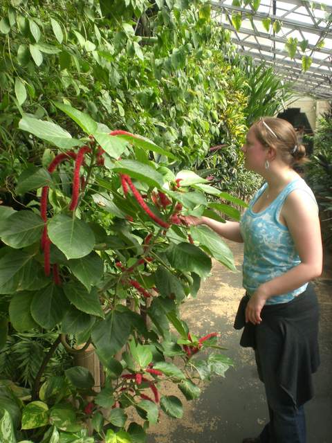 Alison looking at a pretty red flower thing