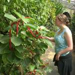 Alison looking at a pretty red flower thing