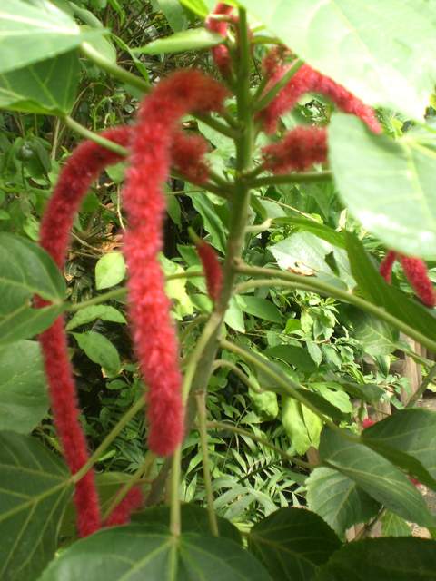 Pretty red flower thing