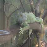 Iguana - its smirking, i'm sure!