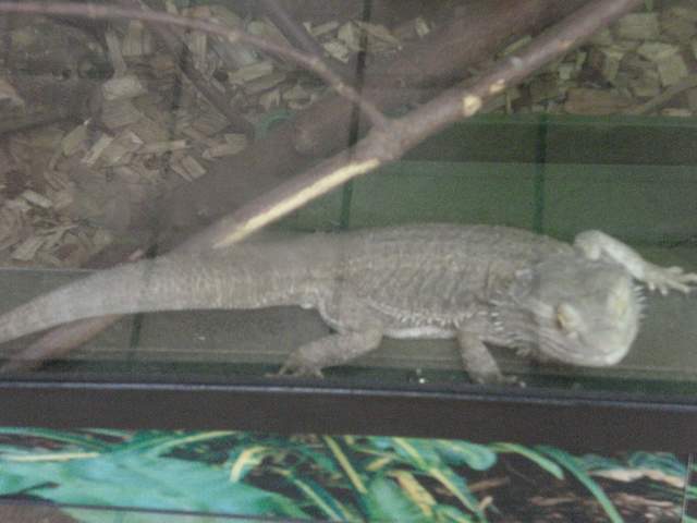 Bearded dragon